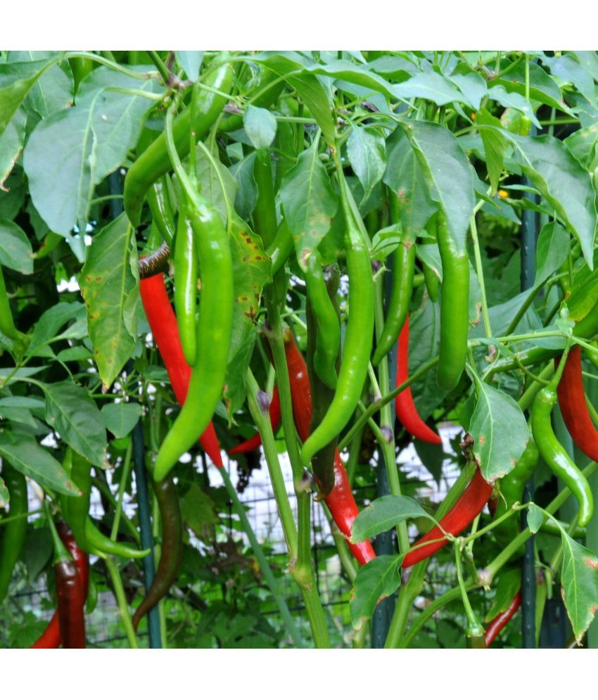     			Jignisha Seeds Organic Mirchi Vegetable ( 50 Seeds )