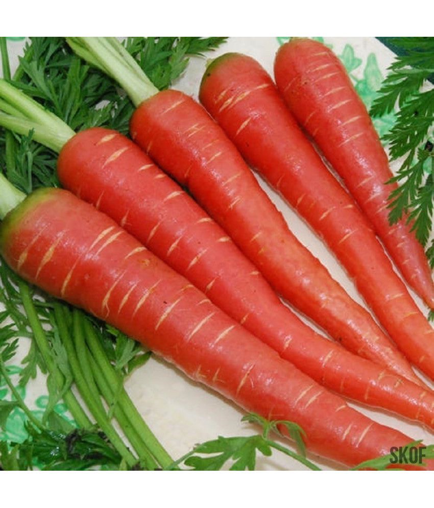     			Jignisha Seeds Organic Red Carrot Vegetable ( 50 Seeds )