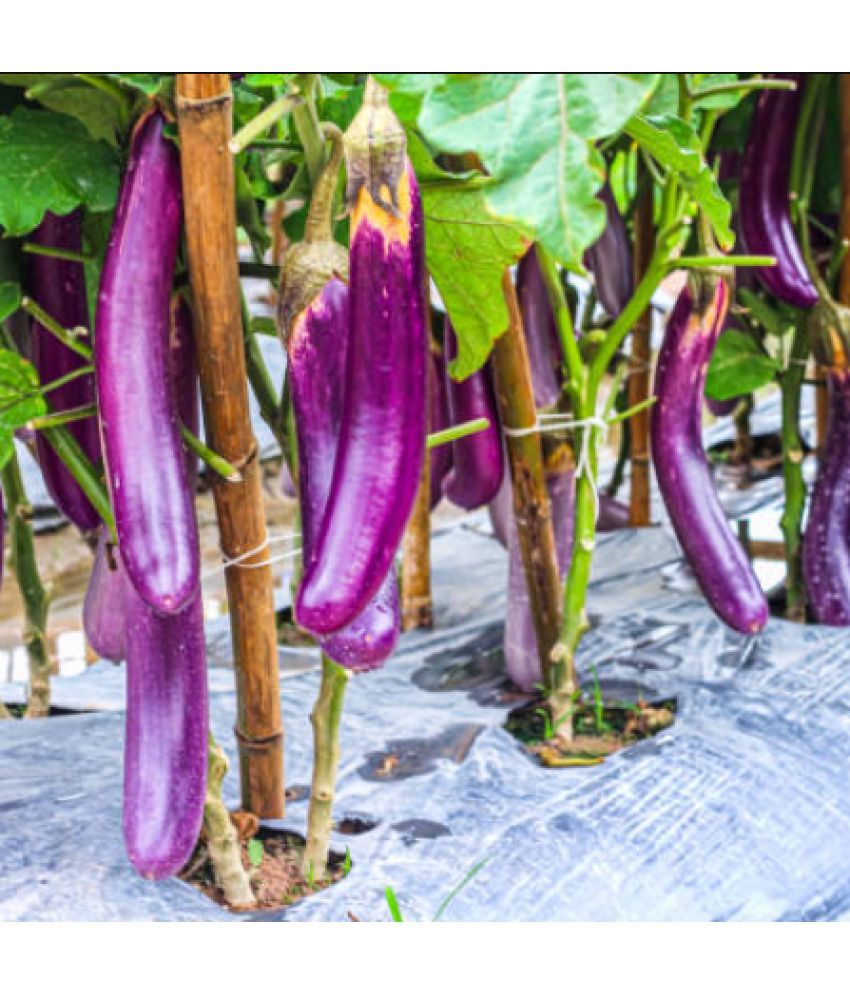     			Jignisha Seeds Purple Long Brinjal Vegetable ( 50 Seeds )