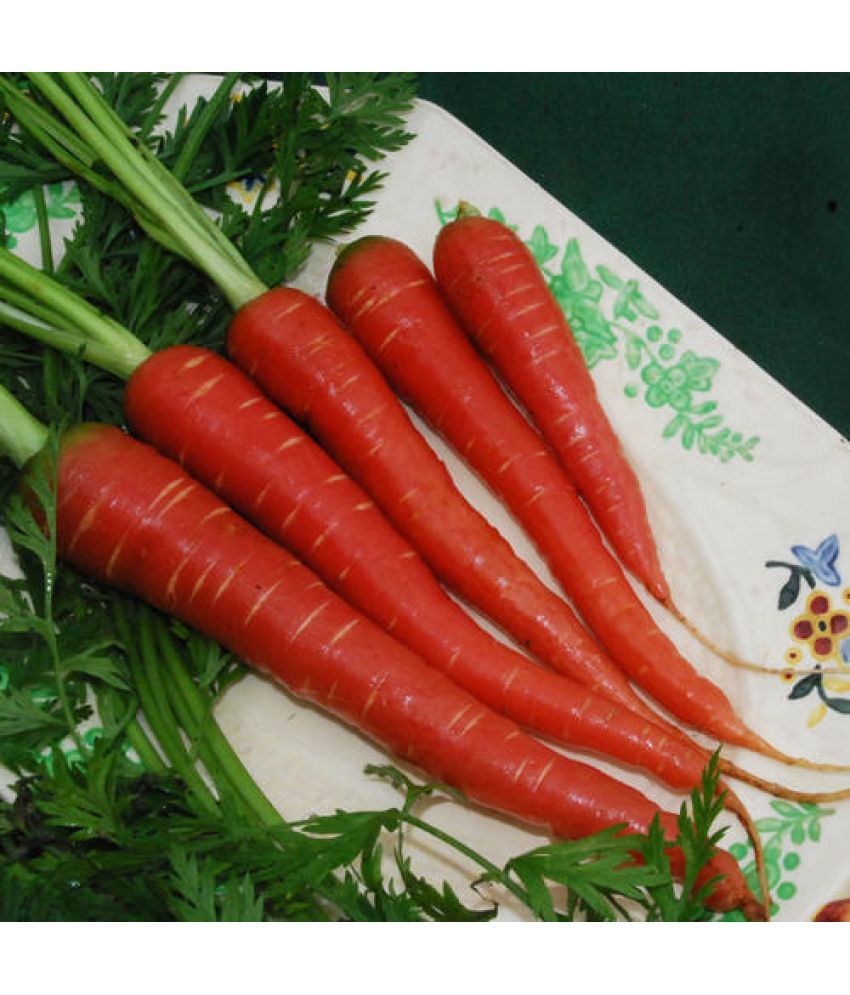     			Jignisha Seeds Red Carrot Vegetable ( 50 Seeds )