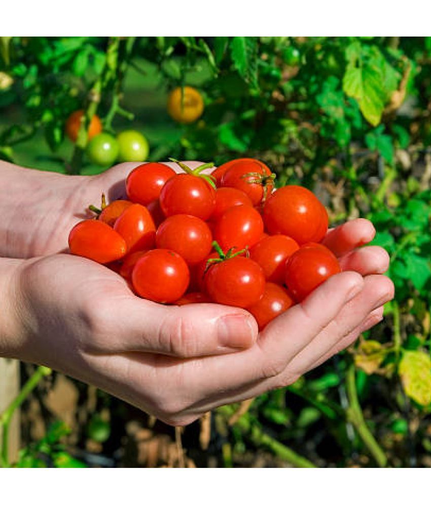     			Jignisha Seeds Red Cherry Tomato Vegetable ( 50 Seeds )