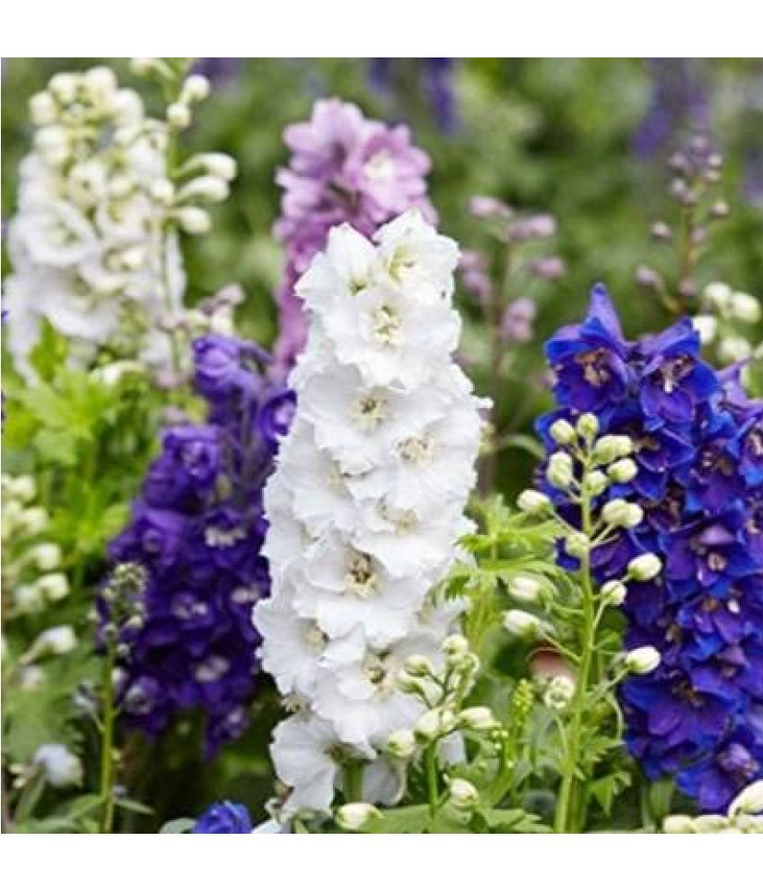     			Vedhahi Larkspur Flower ( 100 Seeds )