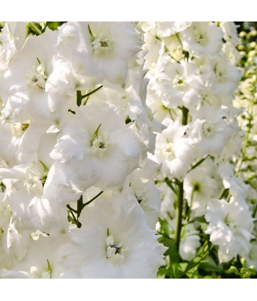     			Vedhahi Larkspur Flower ( 50 Seeds )