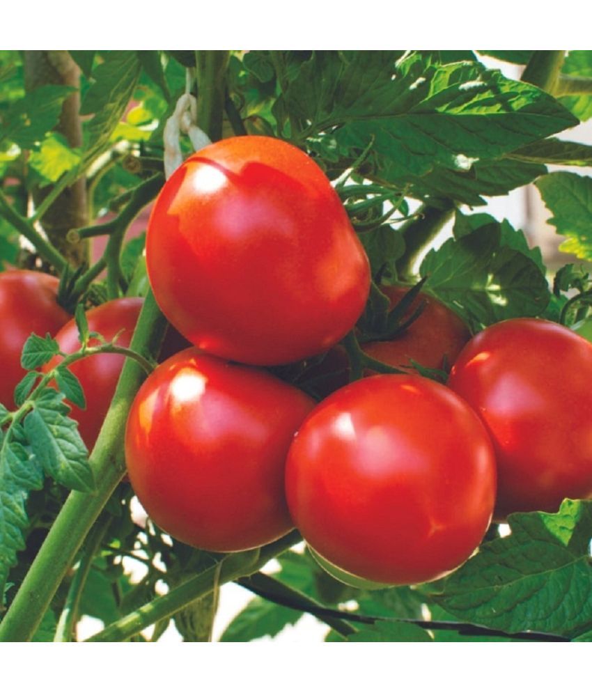     			Jignisha Seeds Hybrid Tomato Vegetable ( 250 Seeds )