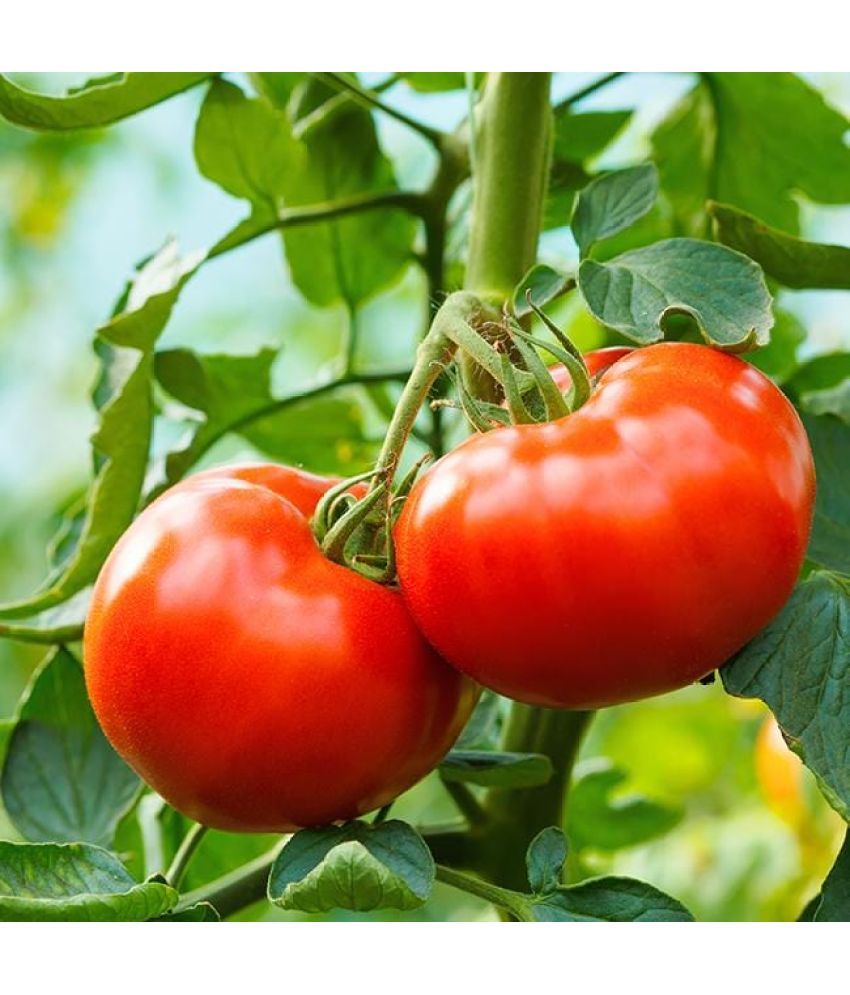     			Jignisha Seeds Hybrid Tomato Vegetable ( 250 Seeds )