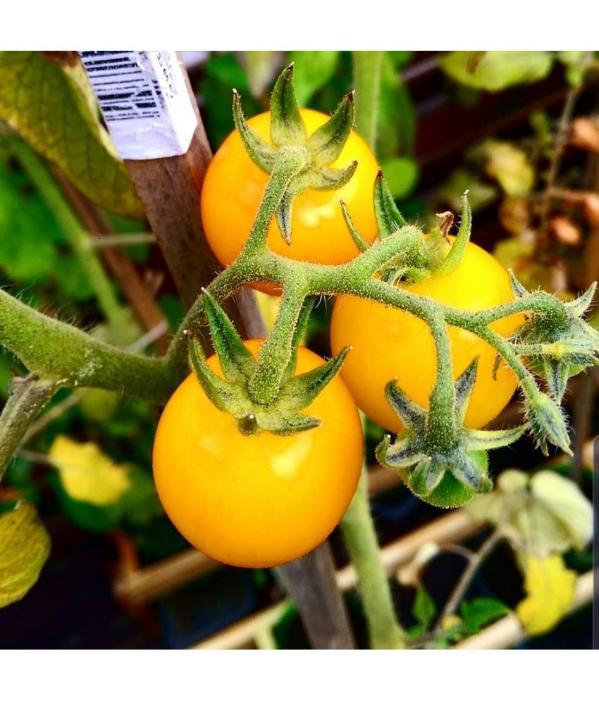     			Jignisha Seeds Hybrid Tomato Vegetable ( 50 Seeds )