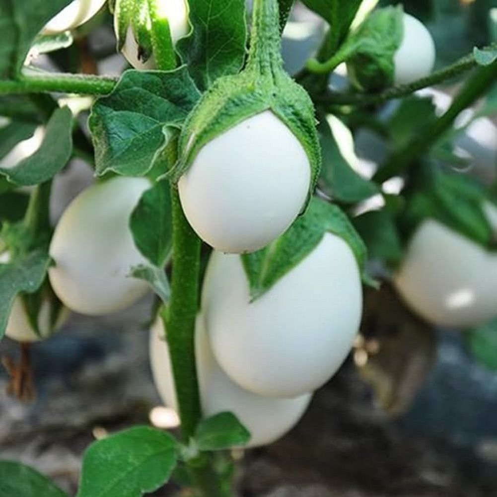     			Jignisha Seeds Hybrid White Brinjal Vegetable ( 50 Seeds )