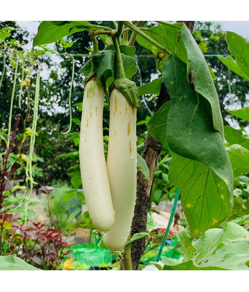     			Jignisha Seeds Hybrid White Long Brinjal Vegetable ( 50 Seeds )