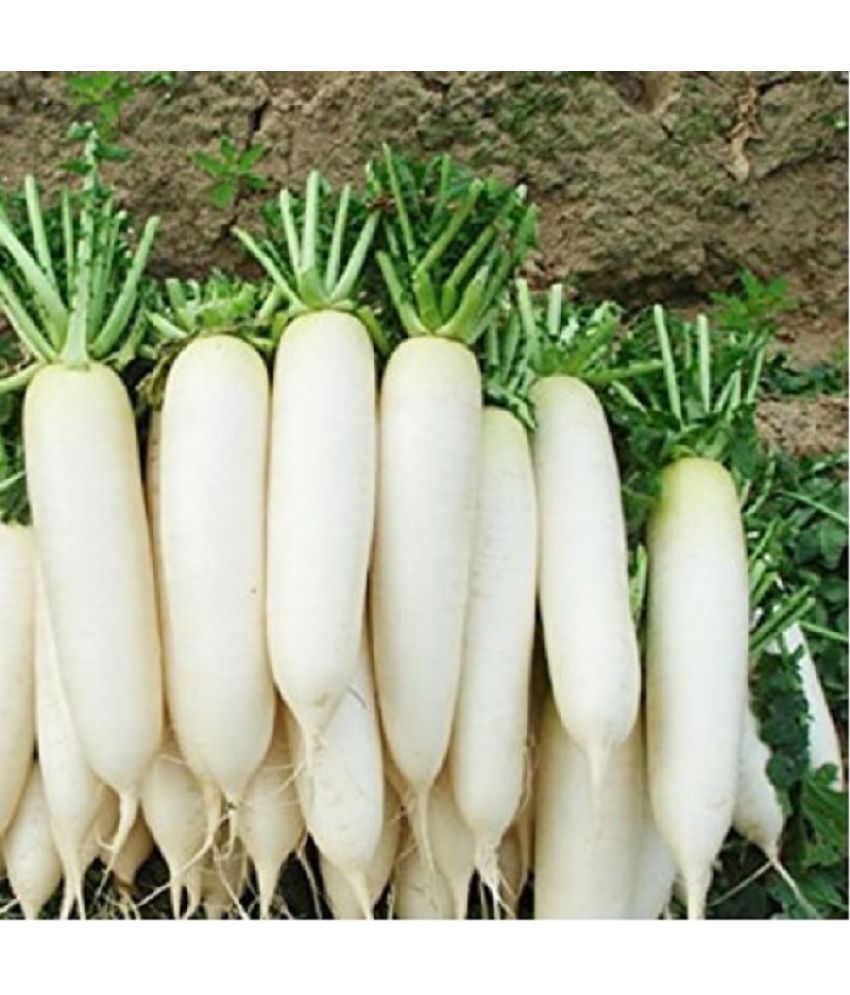     			Jignisha Seeds Hybrid White Radish Vegetable ( 500 Seeds )