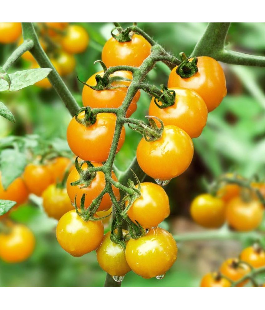     			Jignisha Seeds Hybrid Yellow Cherry Tomato Vegetable ( 50 Seeds )