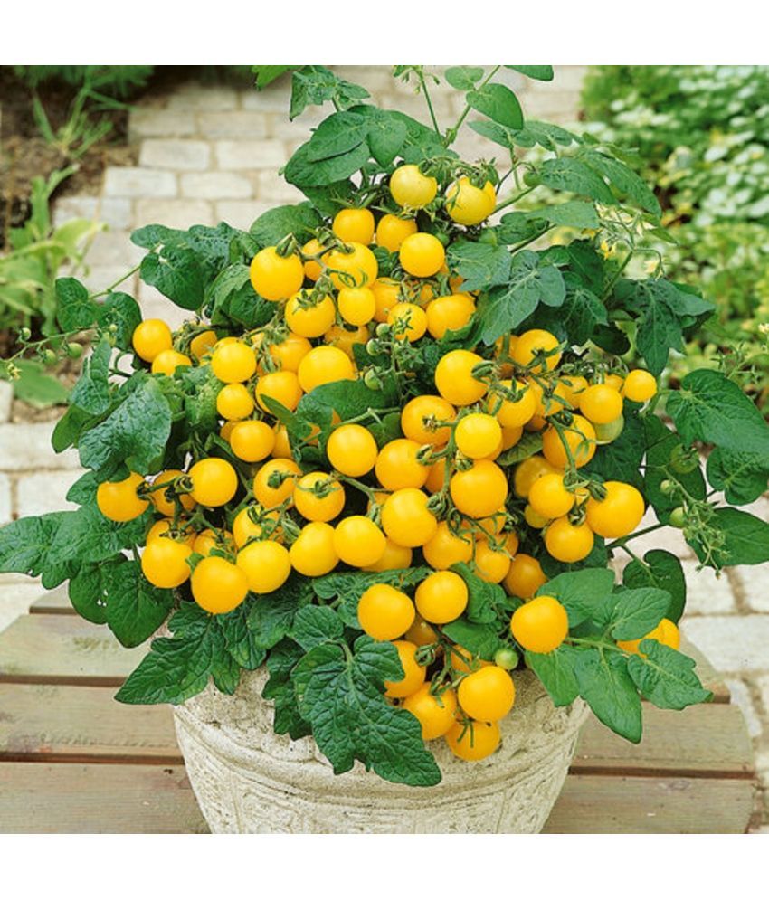     			Jignisha Seeds Hybrid Yellow Cherry Tomato Vegetable ( 50 Seeds )