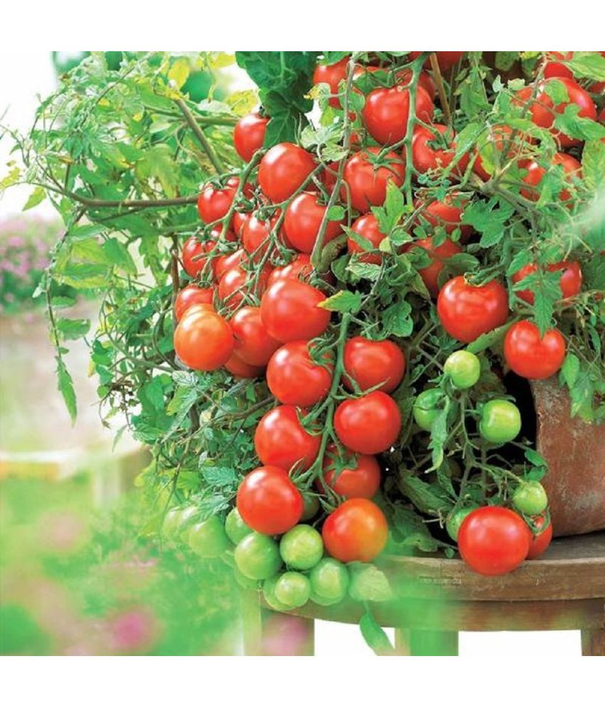     			Jignisha Seeds Organic Tomato Vegetable ( 50 Seeds )