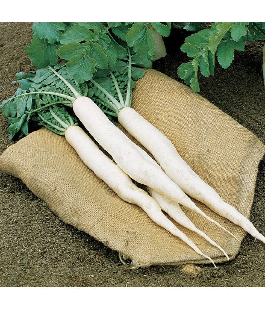     			Jignisha Seeds Organic White Radish Vegetable ( 500 Seeds )