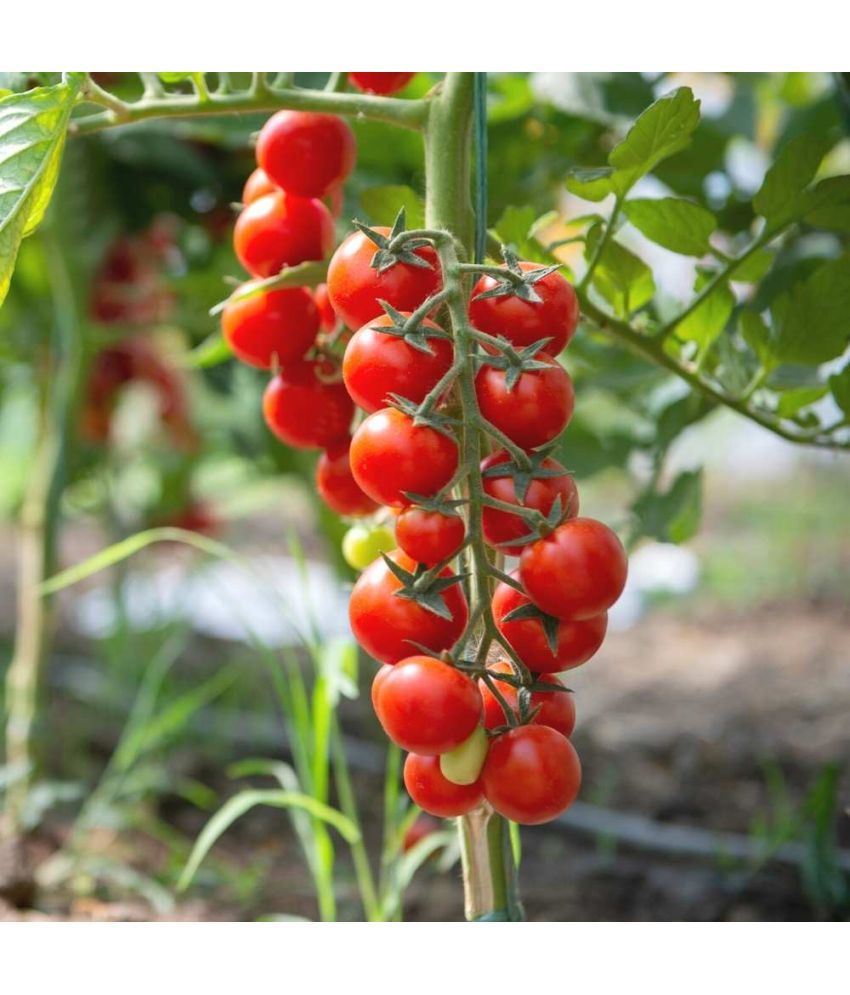     			Jignisha Seeds Tomato Vegetable ( 50 Seeds )