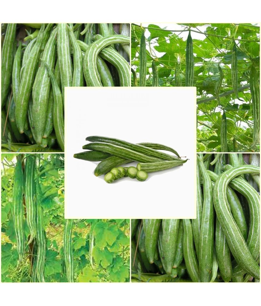     			Snake Gourd 10 Premium Vegetable Seeds