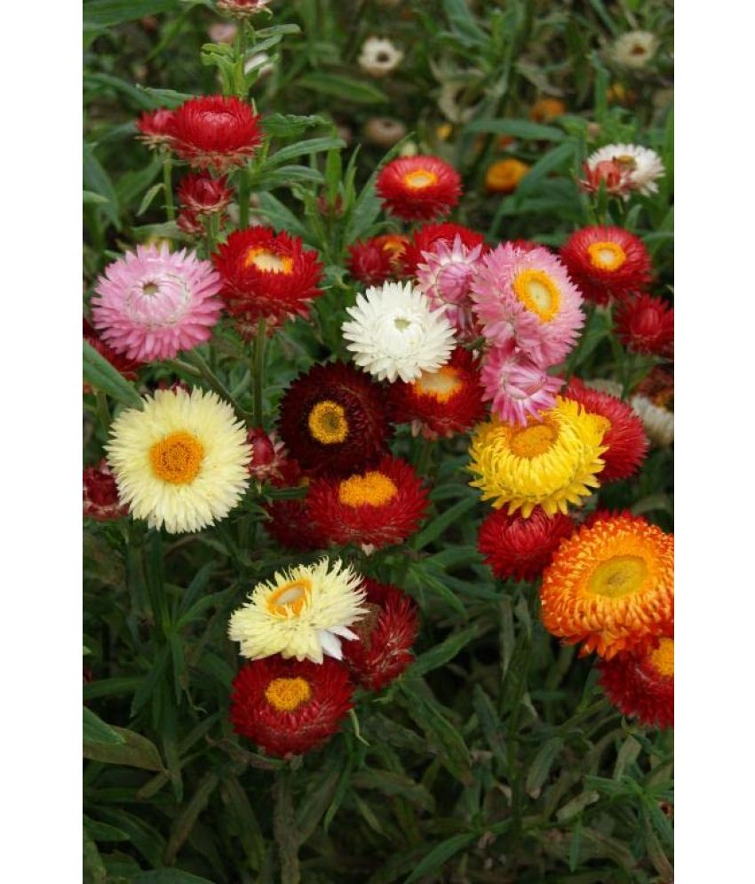     			Vedhahi Helichrysum Flower ( 40 Seeds )