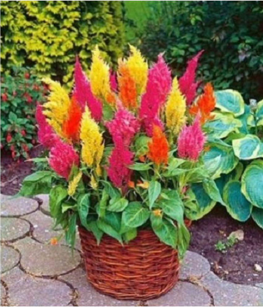     			Jignisha Seeds Celosia Mixed Flower ( 30 Seeds )