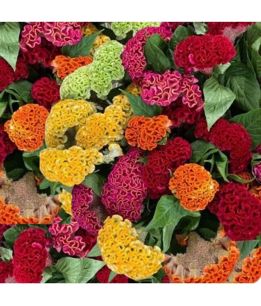     			Jignisha Seeds Cockcomb Mix Flower ( 30 Seeds )