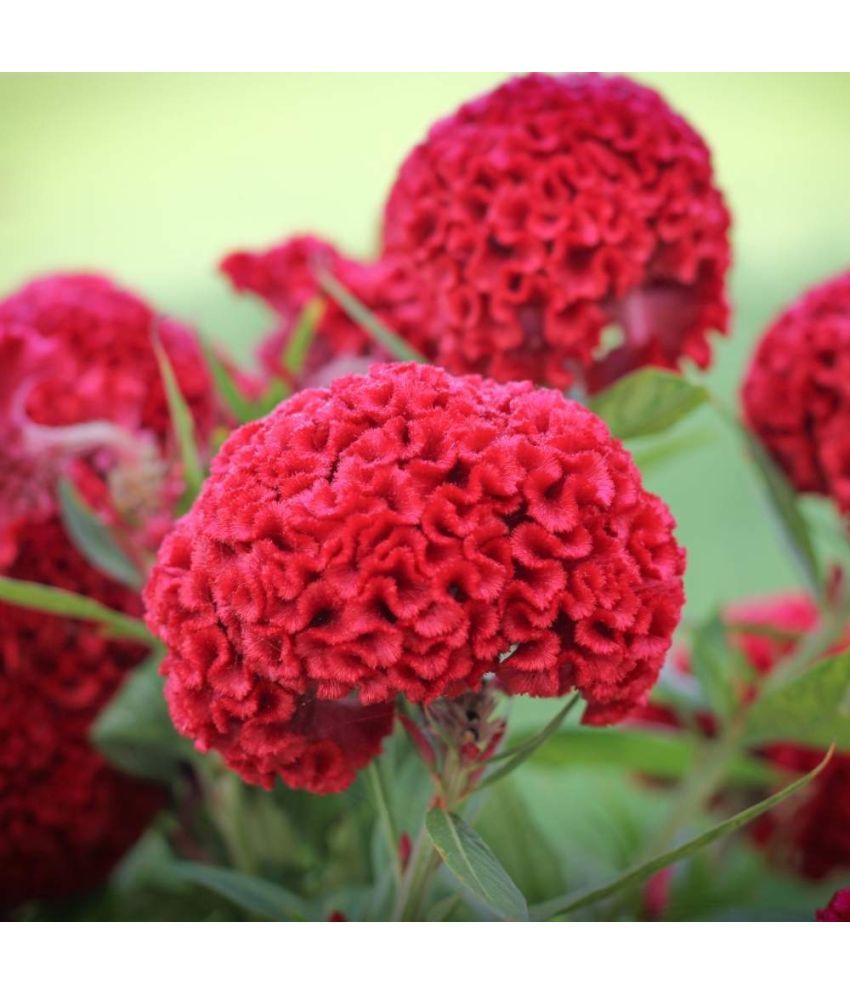     			Jignisha Seeds Cockcomb Red Flower ( 30 Seeds )