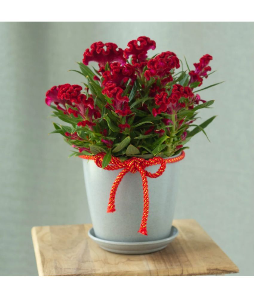     			Jignisha Seeds Cockcomb Red Flower ( 30 Seeds )