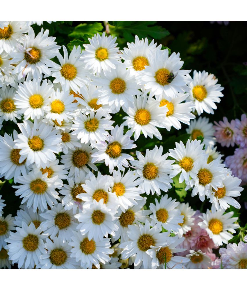     			Jignisha Seeds Daisy White Flower ( 30 Seeds )