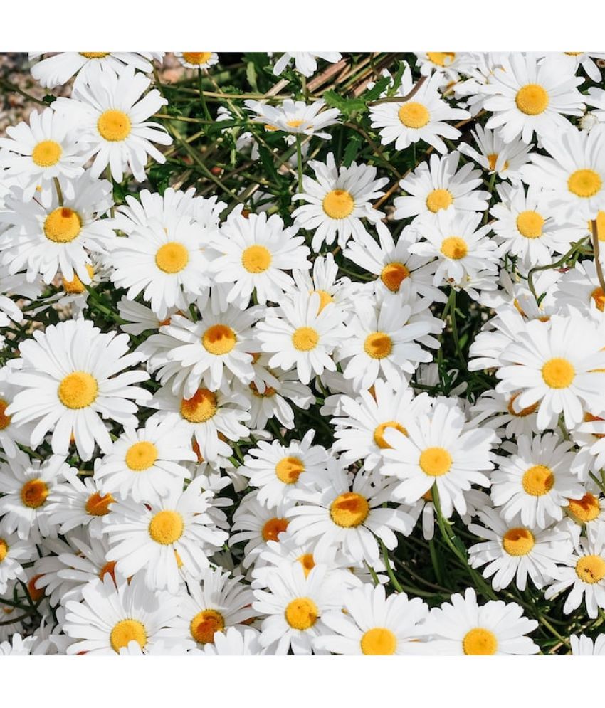     			Jignisha Seeds Daisy White Flower ( 30 Seeds )