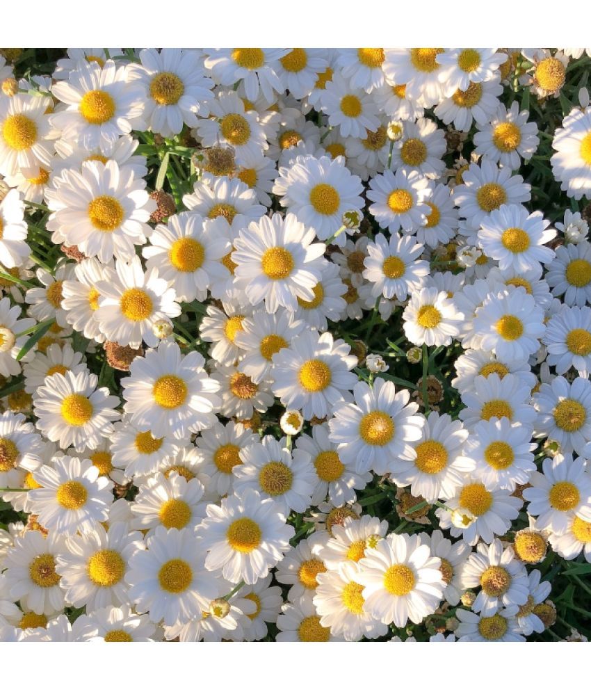     			Jignisha Seeds Daisy White Flower ( 30 Seeds )