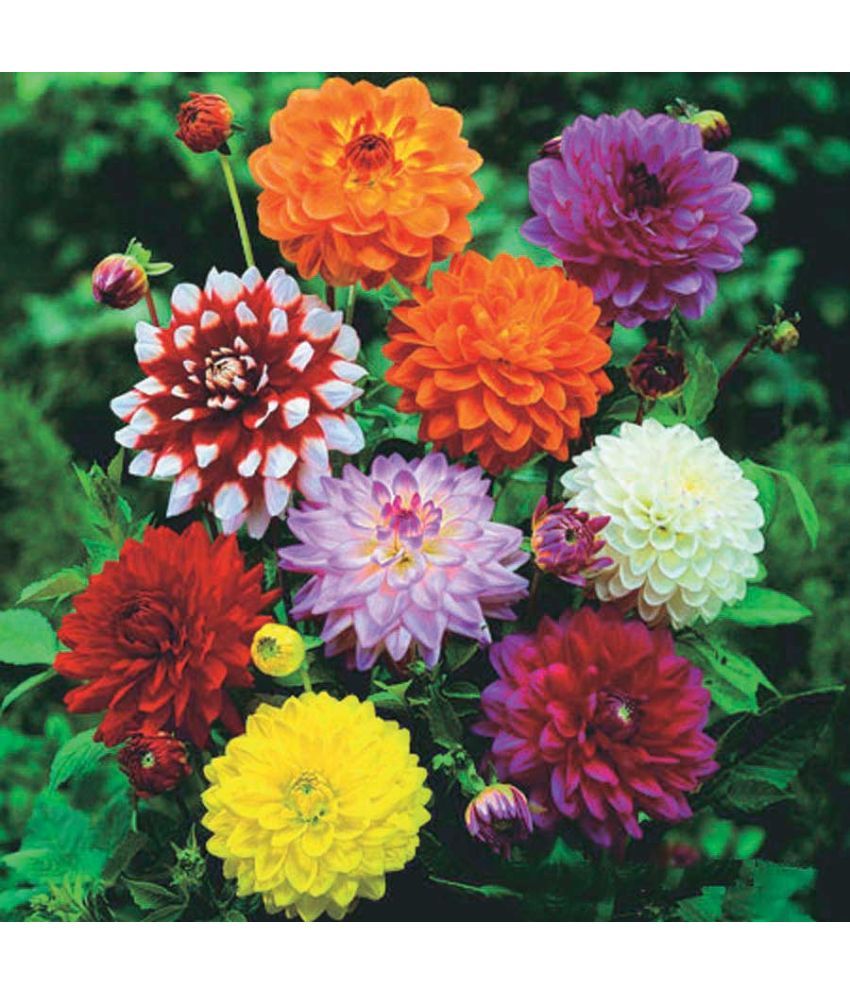     			Jignisha Seeds Dahlia Flower ( 30 Seeds )