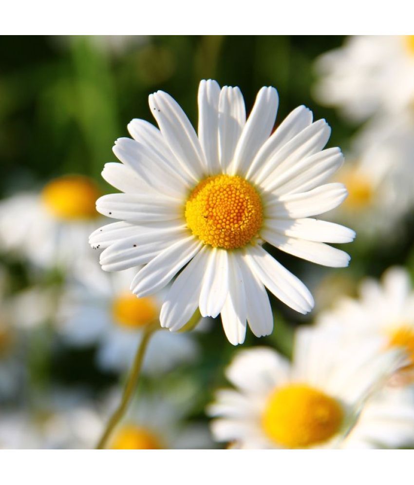     			Jignisha Seeds Daisy Flower ( 30 Seeds )