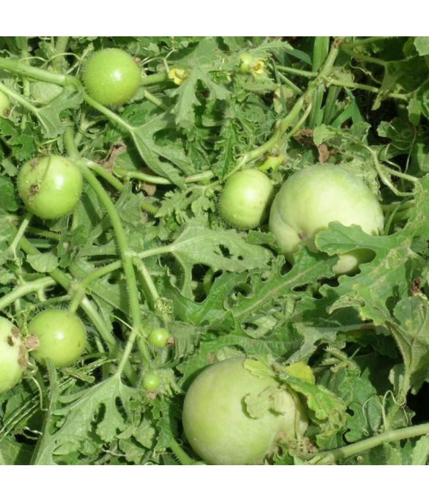     			Jignisha Seeds Hybrid Apple Gourd Vegetable ( 50 Seeds )