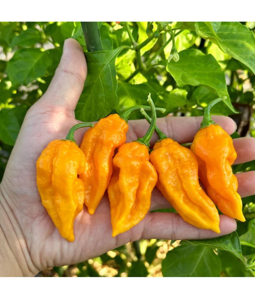     			Jignisha Seeds Hybrid Yellow Ghost Chilli Vegetable ( 30 Seeds )