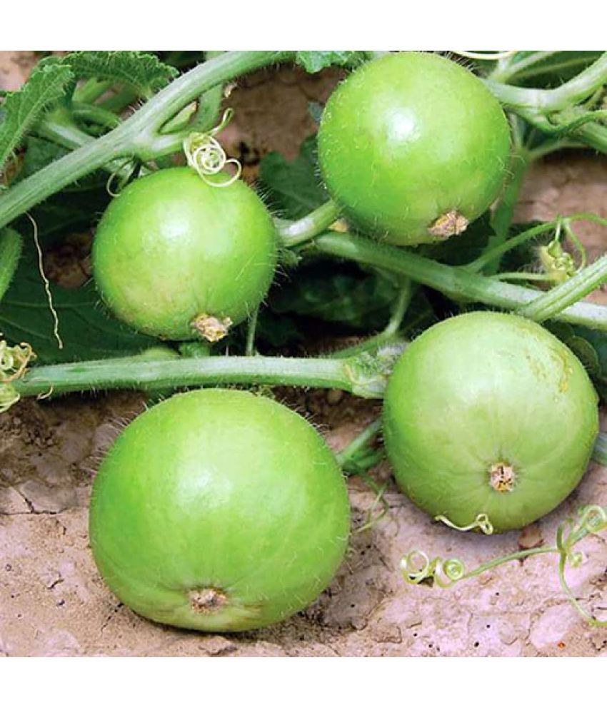     			Jignisha Seeds Indian Round Gourd Vegetable ( 50 Seeds )