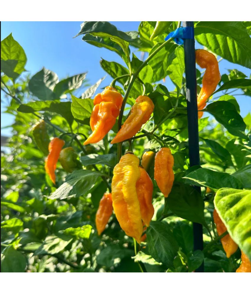     			Jignisha Seeds Organic Bhut Jolokia Chilli Vegetable ( 30 Seeds )