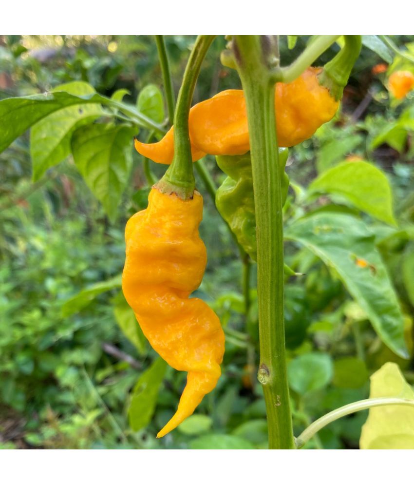     			Jignisha Seeds Organic Bhut Jolokia Chilli Vegetable ( 30 Seeds )