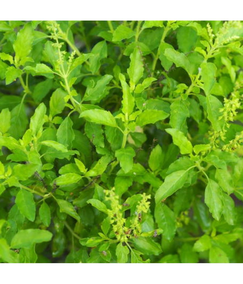     			Jignisha Seeds Tulsi (Holy Basil) Herb ( 100 Seeds )