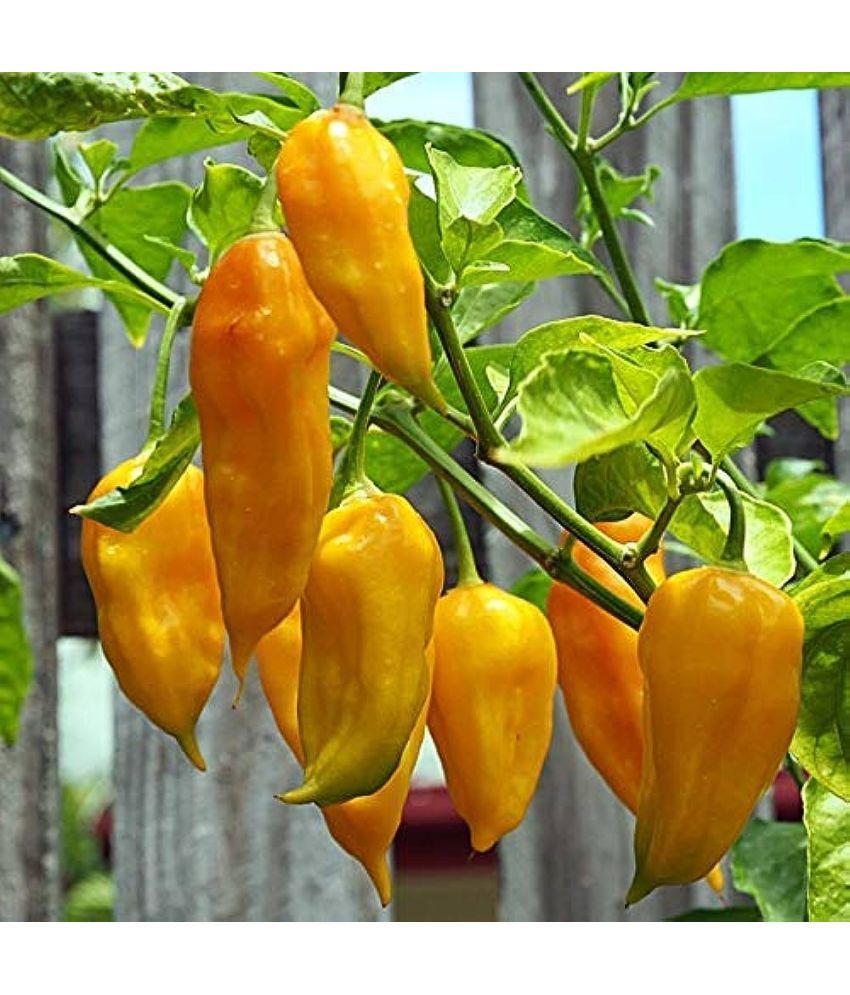     			Jignisha Seeds Organic Yellow Ghost Chilli Vegetable ( 30 Seeds )