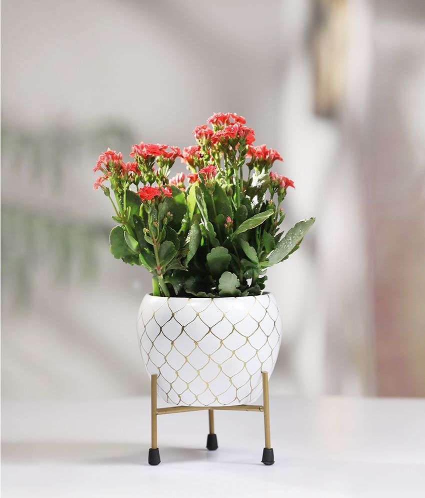     			HOMSSY White Plant container ( Pack of 1 )