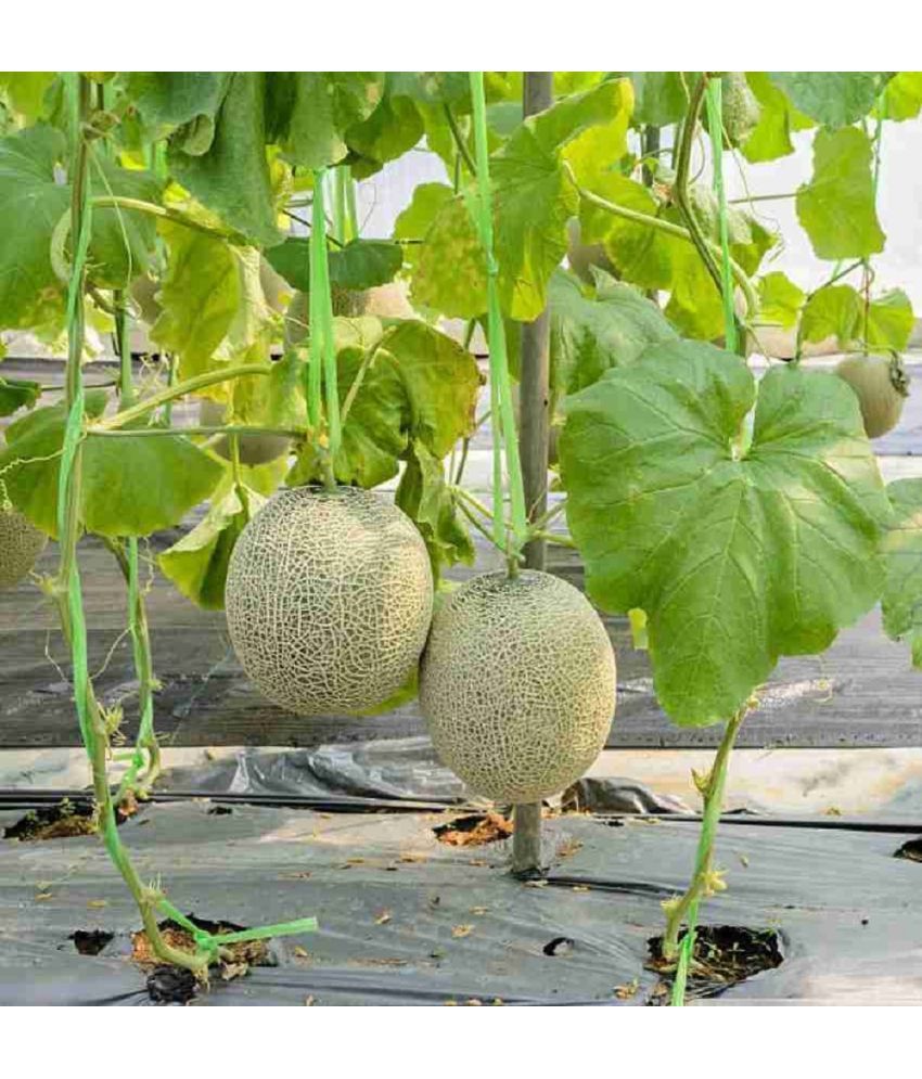     			Jignisha Seeds Hybrid Kharbooja Fruit ( 30 Seeds )