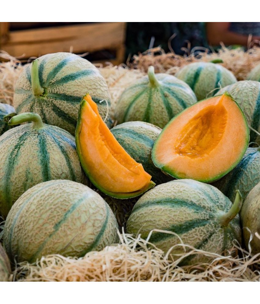     			Jignisha Seeds Muskmelon Striped Fruit ( 30 Seeds )