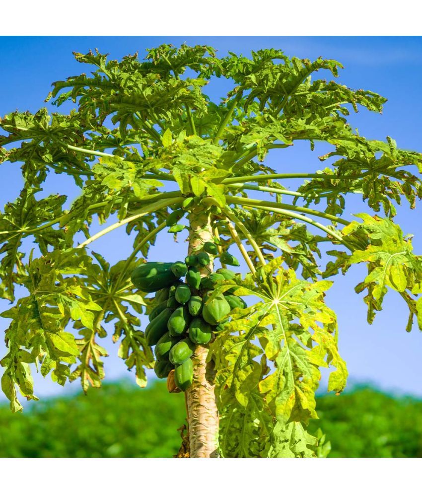     			Jignisha Seeds Papaya (Red Lady) Fruit ( 100 Seeds )