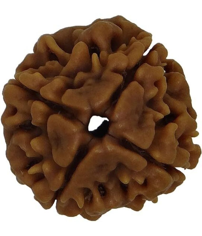     			YASH GEMS Rudraksha Bead ( Pack of 1 )