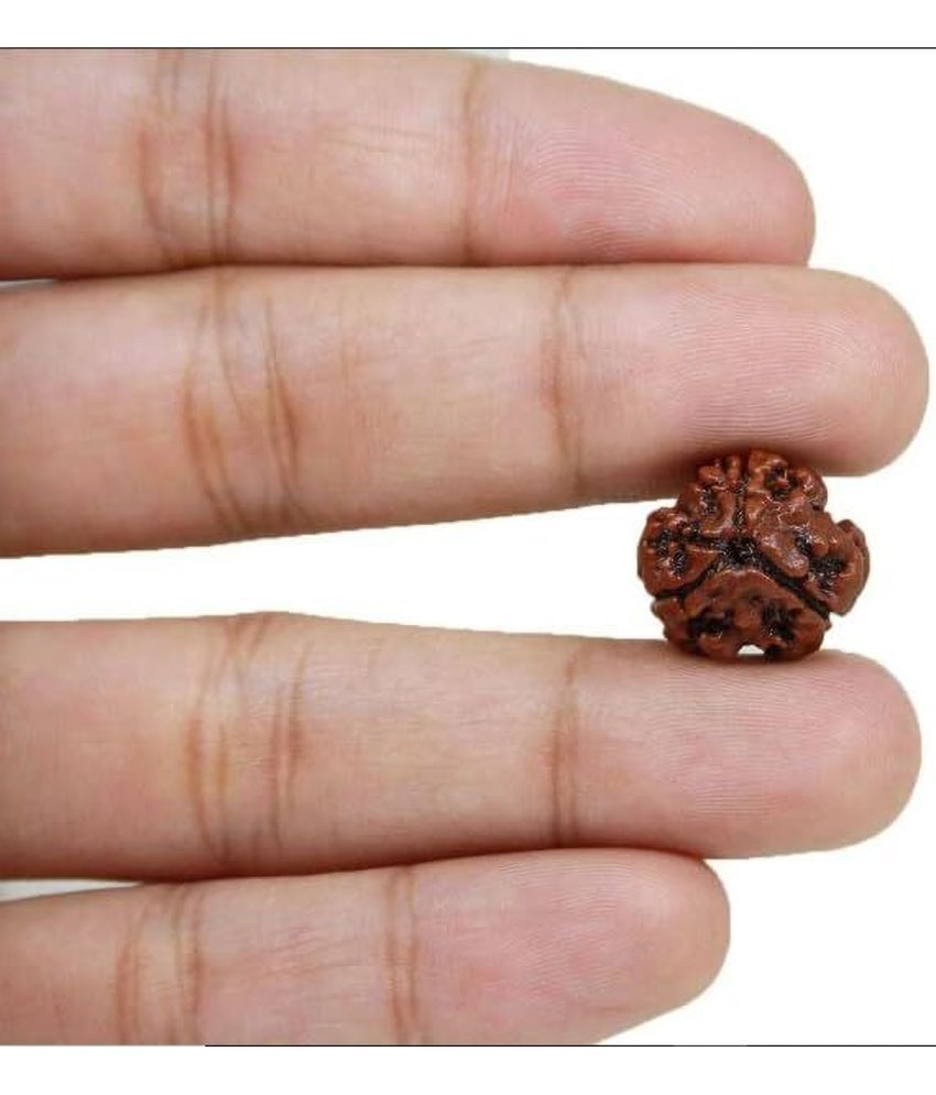     			YASH GEMS Rudraksha Bead ( Pack of 1 )