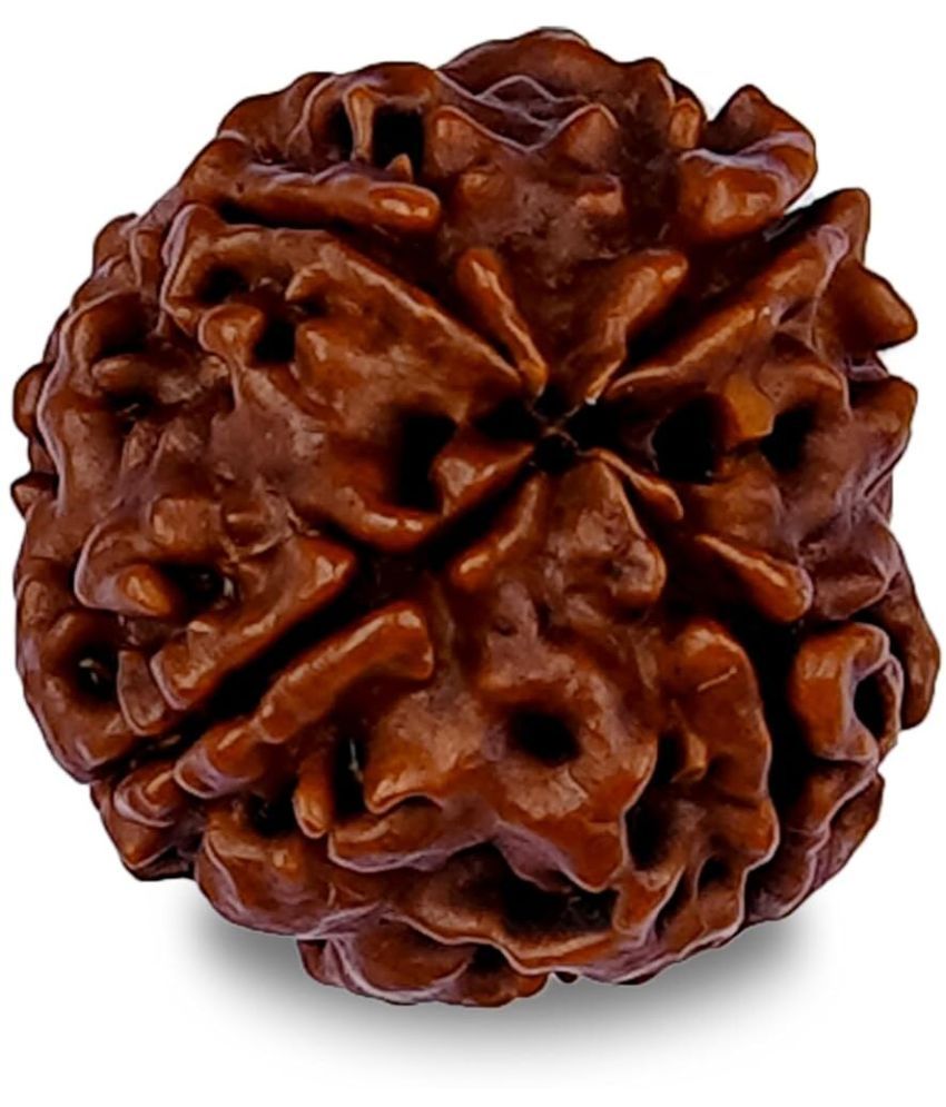     			YASH GEMS Rudraksha Bead ( Pack of 1 )