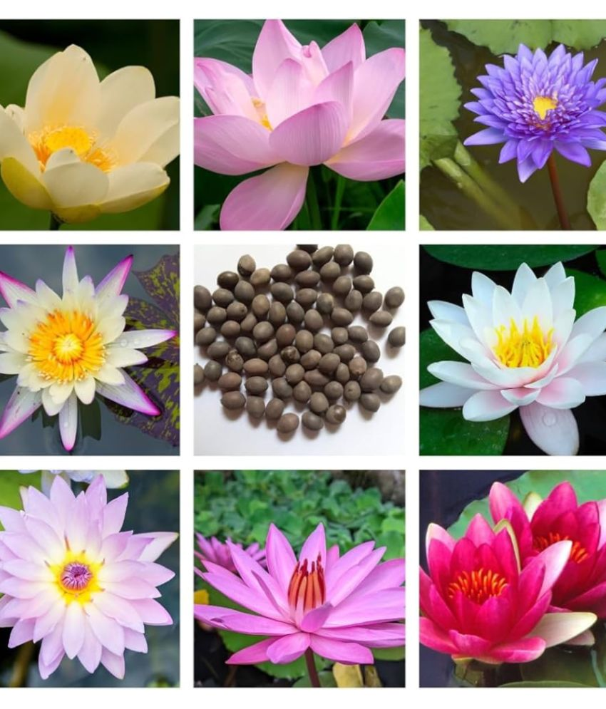     			Jignisha Seeds Lotus Flower ( 15 Seeds )