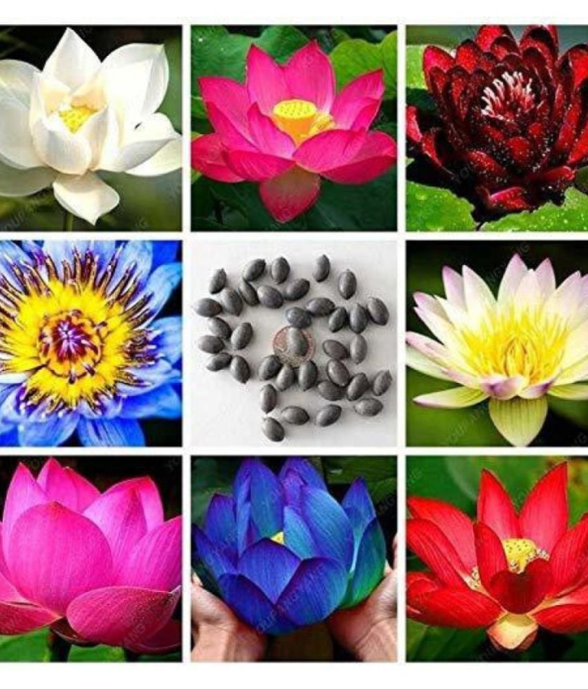     			Jignisha Seeds Lotus Flower ( 15 Seeds )