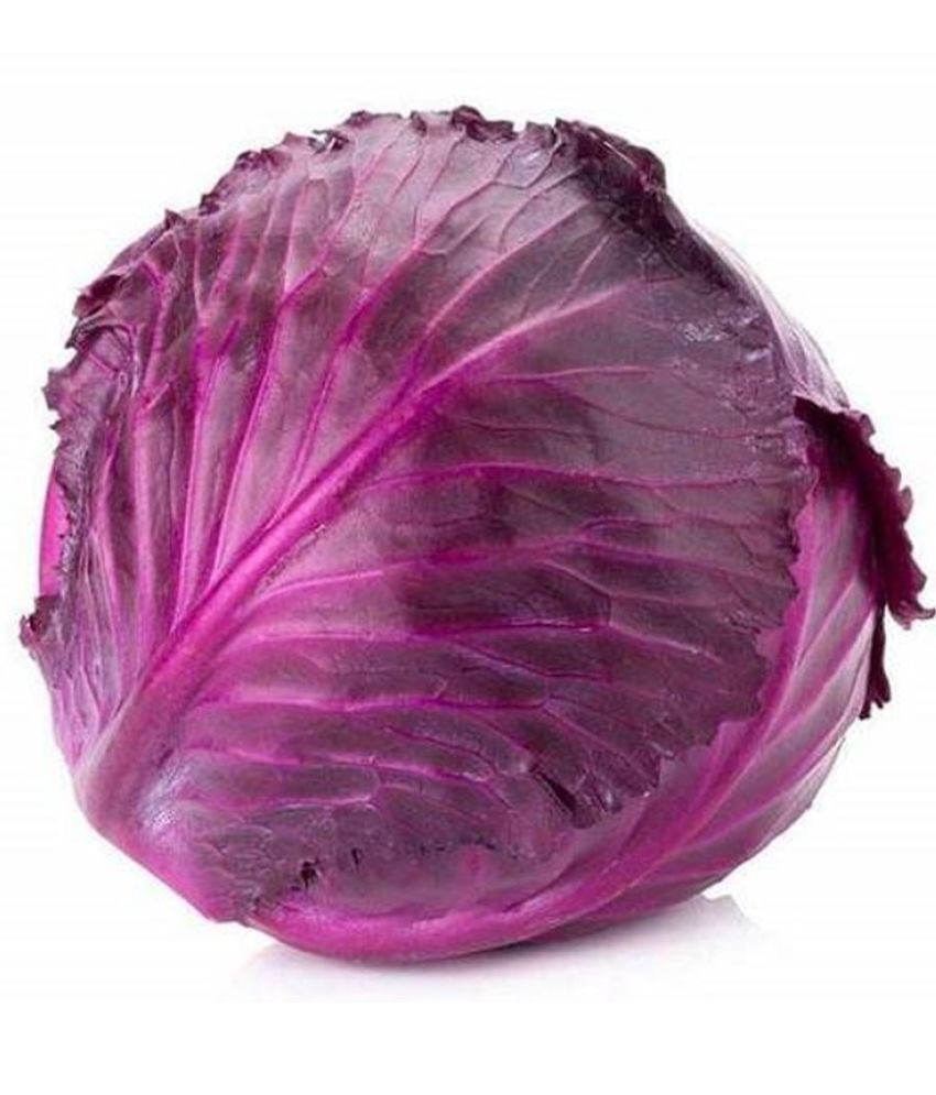     			Red Cabbage 40 Premium Seeds For Hom Gardening