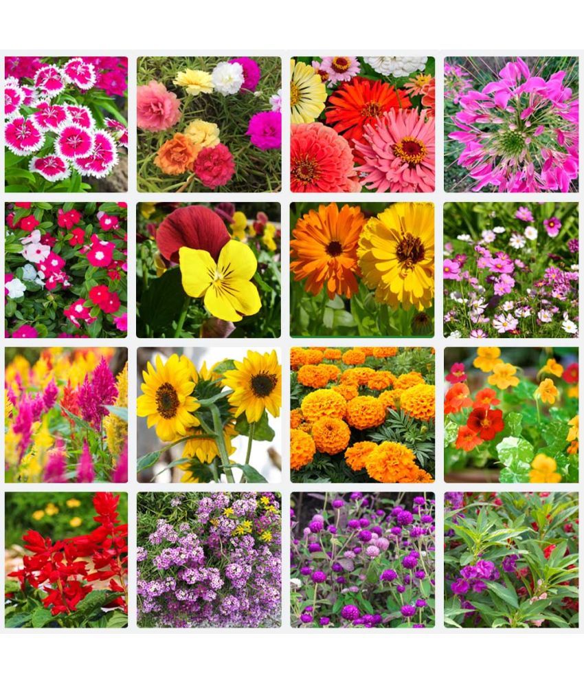     			zello. Mixed Flower 20 Varieties ( 300 Seeds )