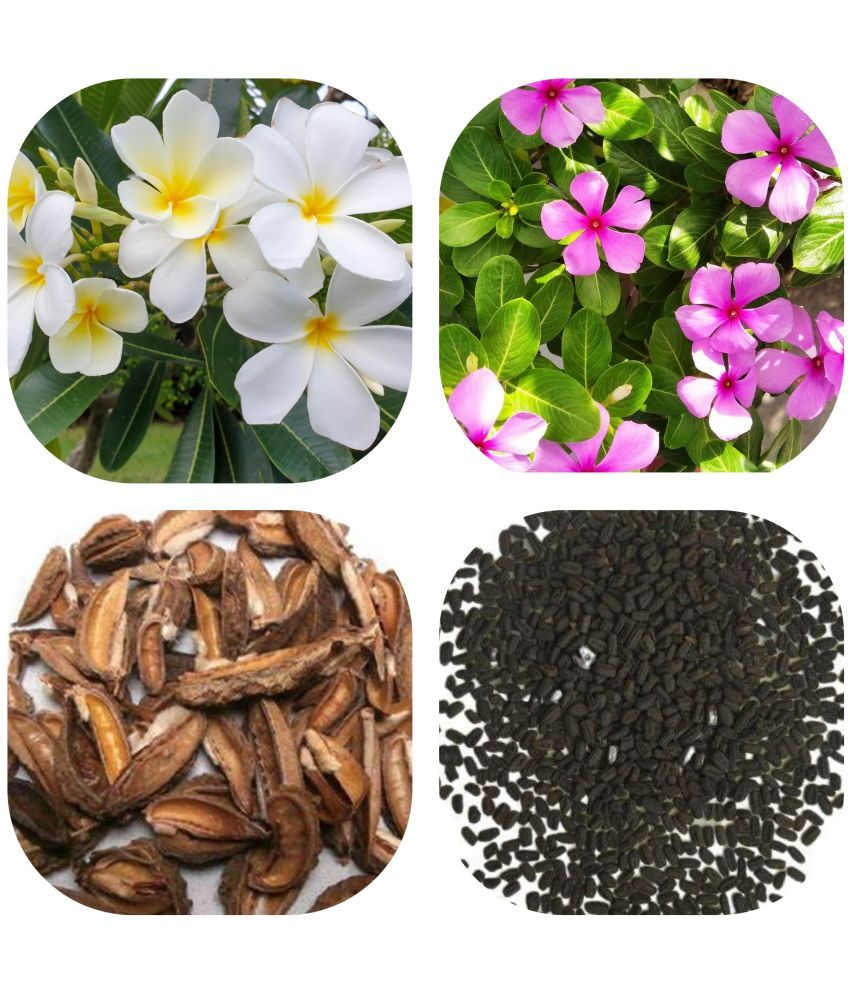     			DECORPLIX Vinca Flower 2 Varieties ( 100 Seeds )