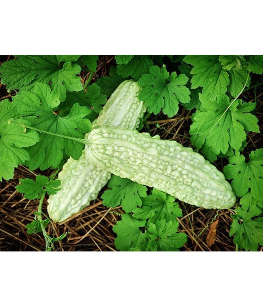     			zello. Hybrid Bitter Gourd Vegetable ( 20 Seeds )