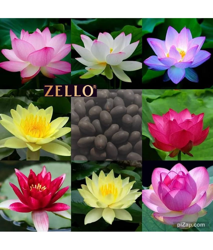     			zello. Lotus Flower ( 10 Seeds )